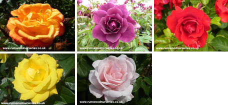 Classic Floribunda Collection - Bare Rooted