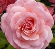 Floribunda Roses