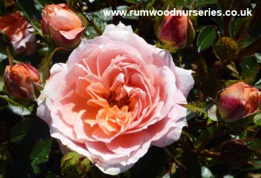 Flower Power - Quarter Standard - Bare Rooted