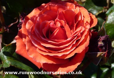 Fragrant Cloud - Hybrid Tea - Bare Rooted