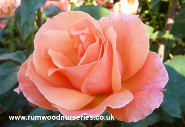 Fragrant Delight - Floribunda - Bare Rooted