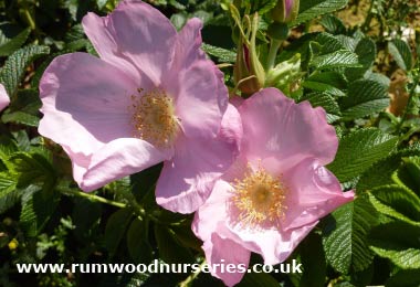 Frau Dagmar Hastrup - Shrub - Potted