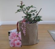 Rose Gift Sets