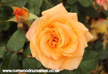 Golden Oldie - Hybrid Tea - Potted