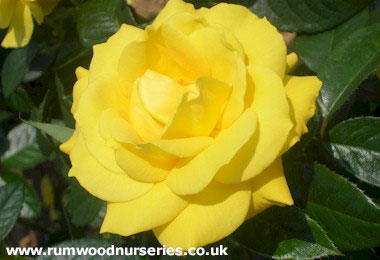 Golden Wedding - Floribunda - Potted