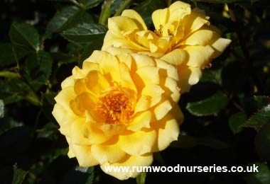 Good As Gold - Climbing Patio - Potted