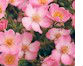 Ground Cover
