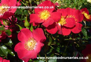 Hampshire - Ground Cover - Potted