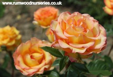 Happy Birthday Potted Rose - Gift Set