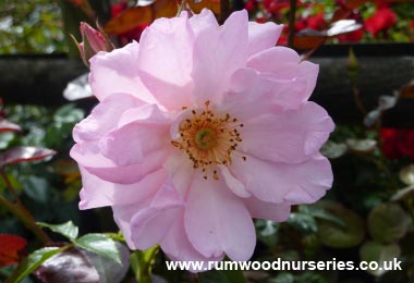 Happy Retirement Potted Rose - Gift Set