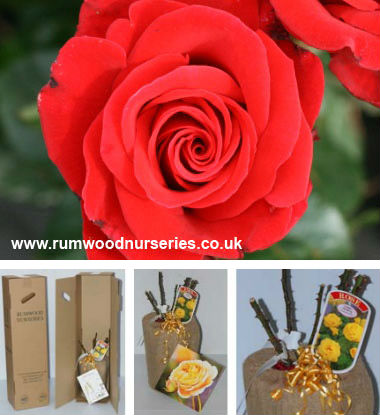 Happy Ruby Wedding Potted Rose - Gift Set