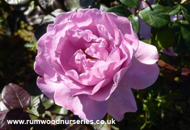 Harry Edland - Floribunda - Bare Rooted