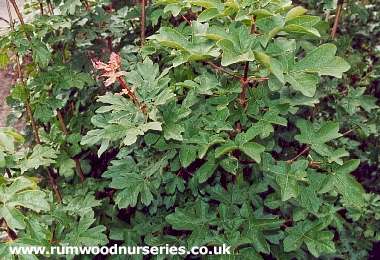 Field Maple (Acer Campestre)