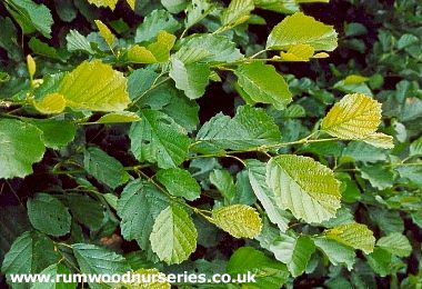 Alder (Alnus Cordata / Glutinosa)