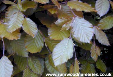 Purple Beech (Fagus Sylvatica Purpurea)  