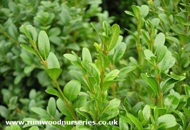 Box (Buxus Sempervirens)