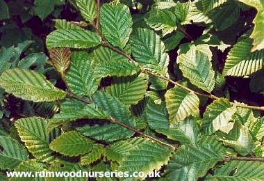 Hornbeam (Carpinus Betulus)