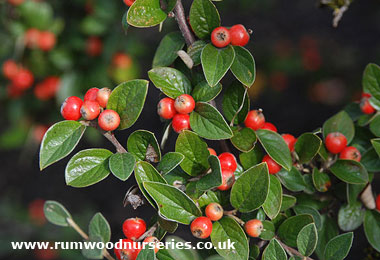 Cotoneaster Simonsii