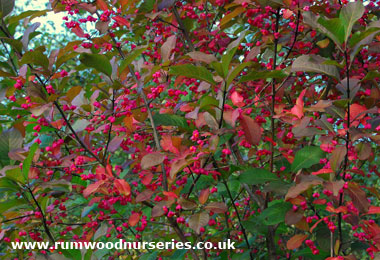 Spindle Bush (Euonymus Europeus)