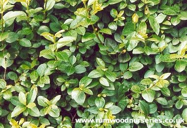 Wild Privet (Ligustrum Vulgare)