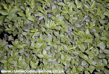 Green Privet (Ligustrum Ovalifolium)