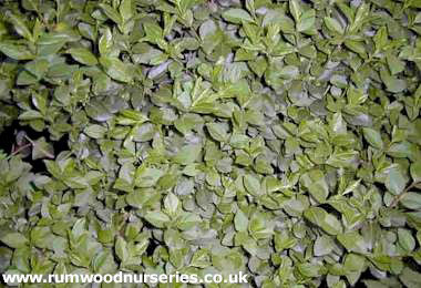 Green Privet (Ligustrum Ovalifolium)