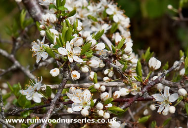 Blackthorn (Prunus Spinosa)