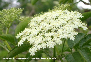 Elder (Sambucus Nigra)