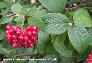 Wayfaring Tree (Viburnum Lantana)