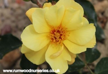 Honey Bee Mine - Hybrid Tea - Potted