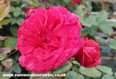 Hope and Glory - Nostalgic Rose - Potted