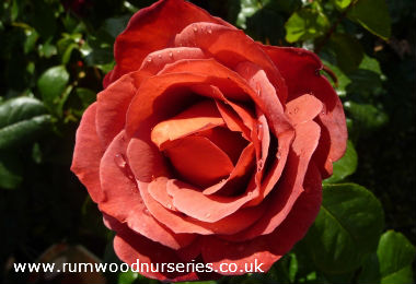 Hot Chocolate - Floribunda - Potted