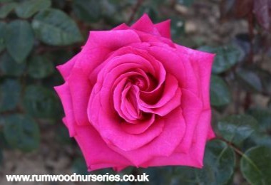 Hot Lady - Hybrid Tea - Potted