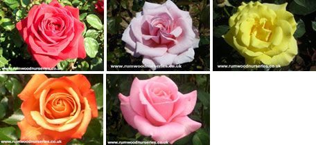 Classic Hybrid Tea Collection - Bare Rooted
