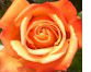 Hybrid Tea
