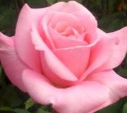 Hybrid Tea Roses