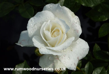 Iceberg - Floribunda - Potted