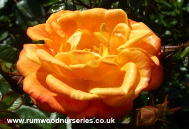 Irish Eyes - Floribunda - Bare Rooted