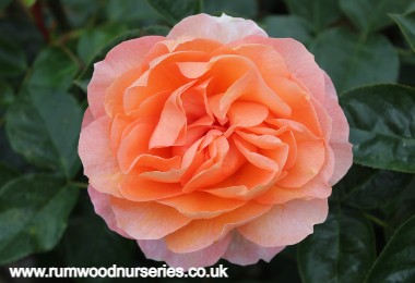 It's a Wonderful Life - Floribunda - Potted