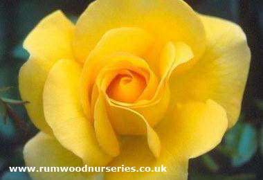 Keep Smiling - Hybrid Tea - Bare Rooted