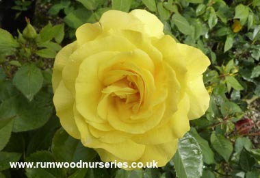 Korresia - Floribunda - Bare Rooted