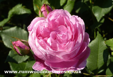 La Reine Victoria - Shrub - Potted