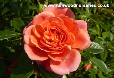 Lady Penelope - Climbing Patio - Potted