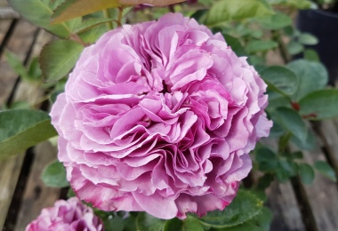 Lavender Ice Rose - Potted Nostalgic Roses available to buy online from ...