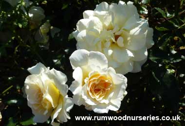 Leverkusen - Climber - Potted