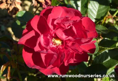 Lili Marlene - Floribunda - Potted