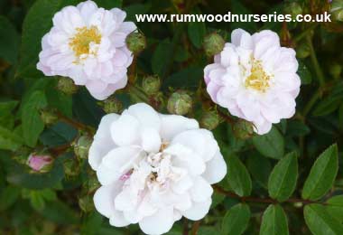 Little Rambler - Climbing Patio - Potted