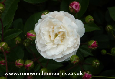 Little White Pet - Shrub - Bare Rooted