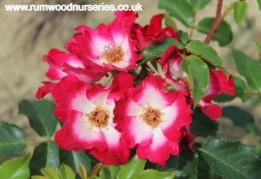 Loki - Floribunda - Potted