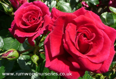 Love Struck Potted Rose - Gift Set